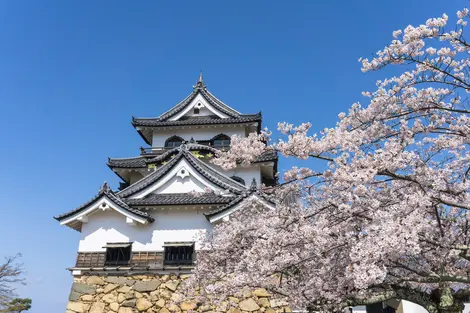Hikone castle Hikone Castle built in 1622, a popular spot for its cherry blossoms