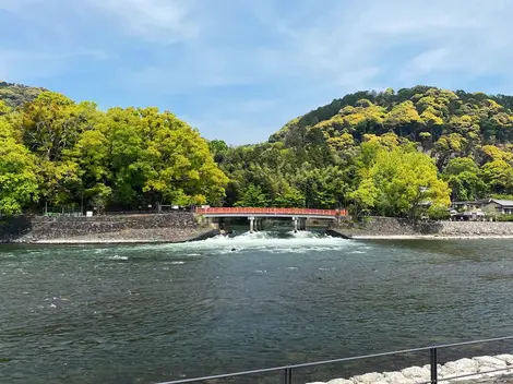Uji Uji
