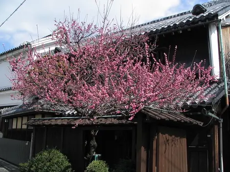 Ciruelo en flor en Kioto