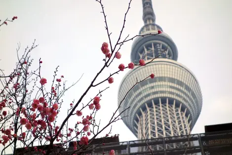 Skytree Skytree