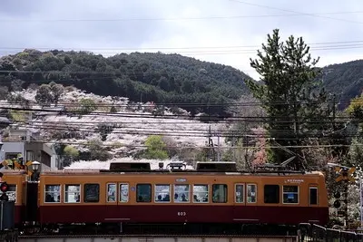 Kyoto Sakura