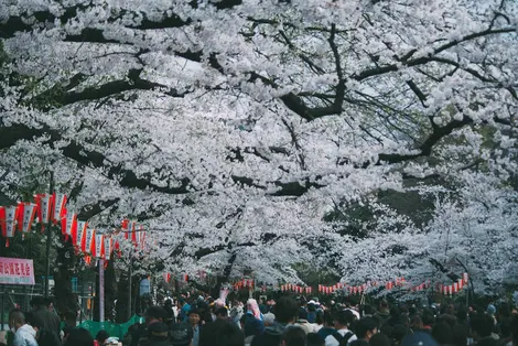 Hanami