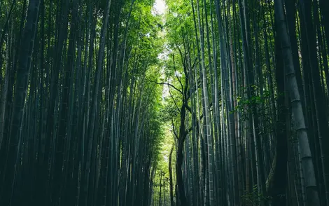 Bosque de bambú en Arashiyama, Tokio