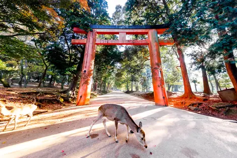 Nara Sika deers are sacred, and protected as National Treasures Nara Sika deers are sacred, and protected as National Treasures