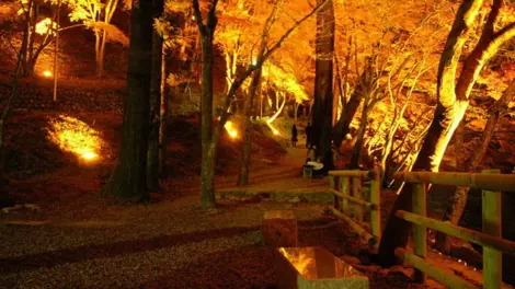 Illuminations de nuit dans la vallée de Korankei Illuminations de nuit dans la vallée de Korankei