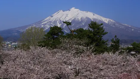Hirosaki view with Mount Fuji and sakura Hirosaki view with Mount Fuji and sakura