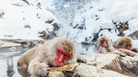 Singes dans l'eau au parc Jigokudani Singes dans l'eau au parc Jigokudani