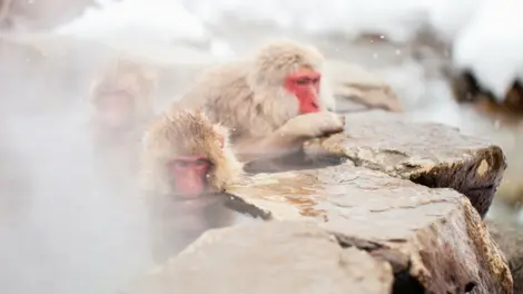 Singes dans l'eau au parc Jigokudani Singes dans l'eau au parc Jigokudani