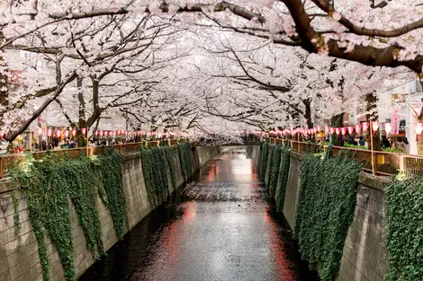 Hanami à Nakameguro rivière de Nakameguro sous les sakura