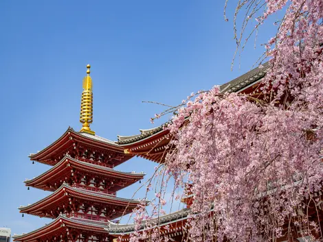 Sakura au sanctuaire Senso-ji à Tokyo