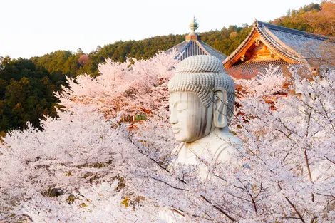 Le temple Tsubokasa-dera et son magnifique Buddha Le temple Tsubokasa-dera et son magnifique Buddha
