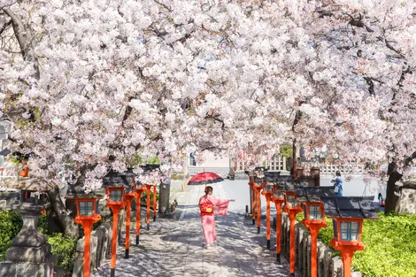 Tokyo et ses cerisiers en fleur Tokyo et ses cerisiers en fleur