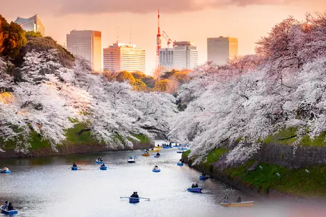 Le parc Kitanomaru et ses fabuleux cerisiers à Tokyo