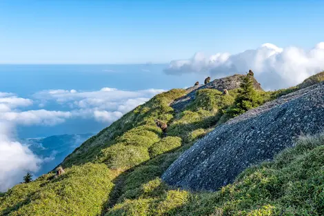 Nagata - Yakushima