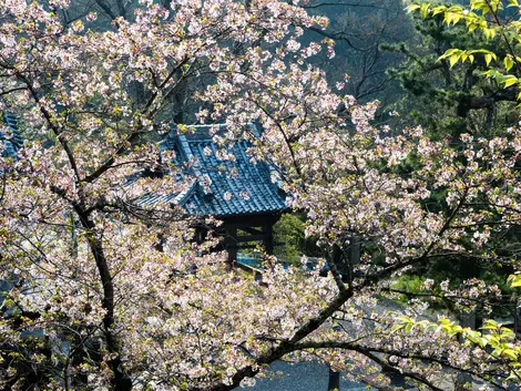 Shikoku-temple-10