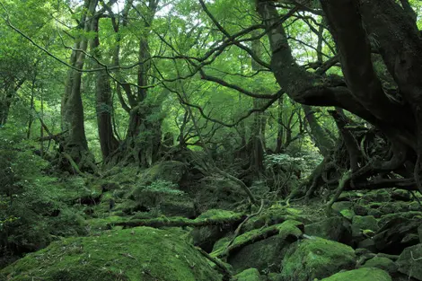 Yakushima - Nature