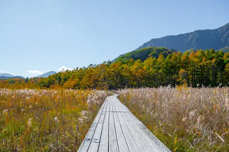 Senjogahara Marshland