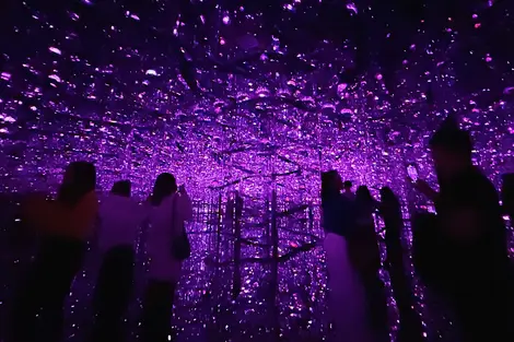 “Microcosmoses” at TeamLab Borderless