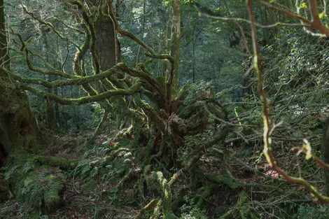 Forêt de Yakushima