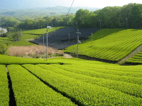 uji tea fields kyoto prefecture