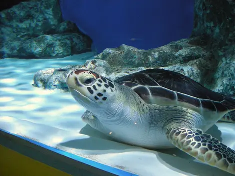 Otaru Aquarium in Hokkaido