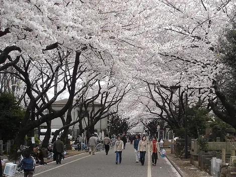Yanaka Cemetery, Nippori