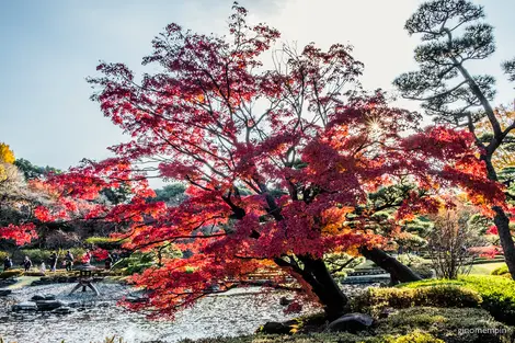 Tokyo Imperial Garden