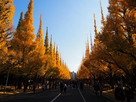 Icho Namiki 