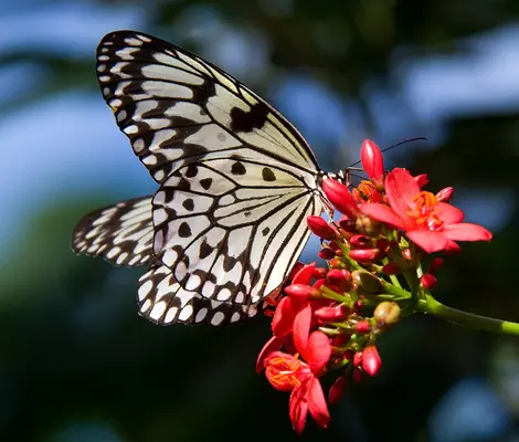 Tree Nymph Butterfly