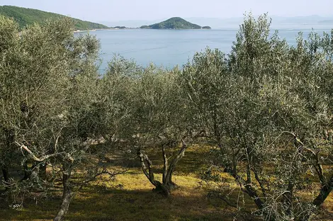 Shodoshima Olive Park