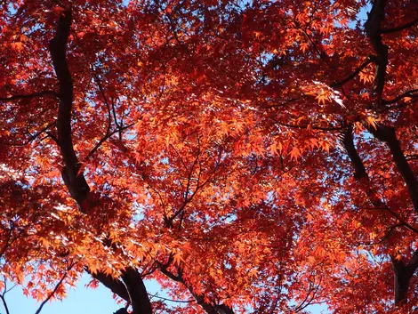 Momiji at Mount Takao