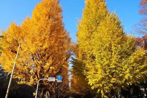 Ginkgo Avenue, Tokyo