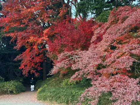 Autumn leaves at Hamarikyu