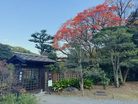 Autumn leaves at Hamarikyu