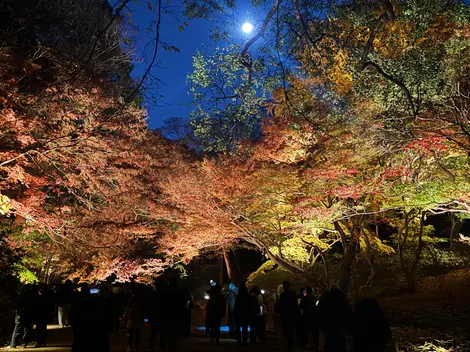 Rikugien Autumn Illumination