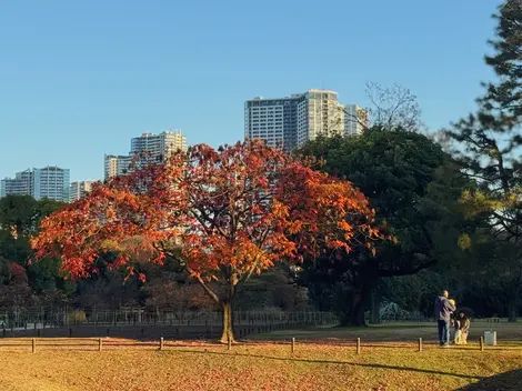 Autumn leaves at Hamarikyu