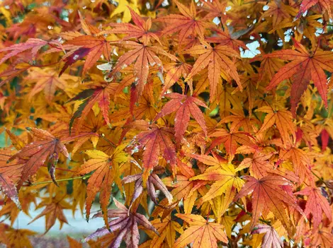 Autumn leaves at Hamarikyu