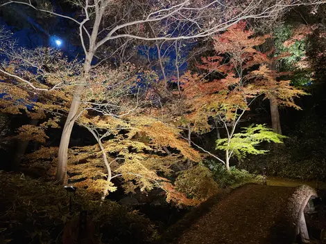 Rikugien Autumn Illumination