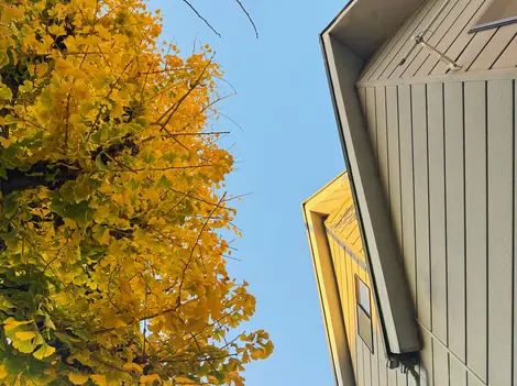 Ginkgo in Yanaka