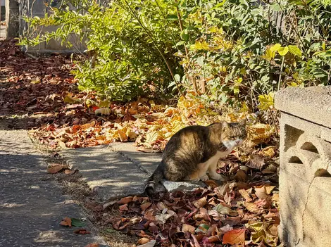 Stray cat wandering Yanaka Cemetery