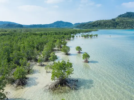 Mangrove on Iriomote