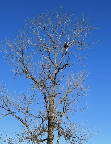 Les aigles d'Hokkaido