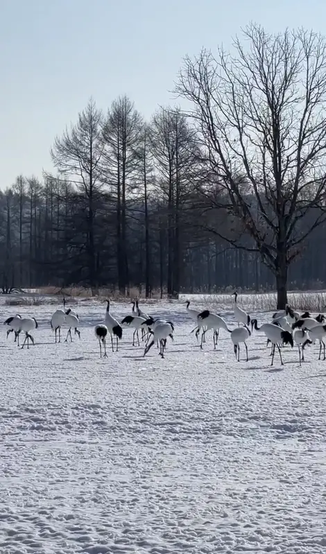 Grues d'Hokkaido