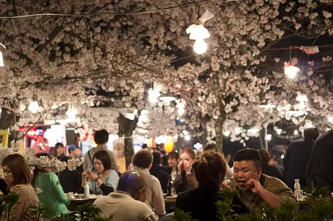 Maruyama Koen Hanami