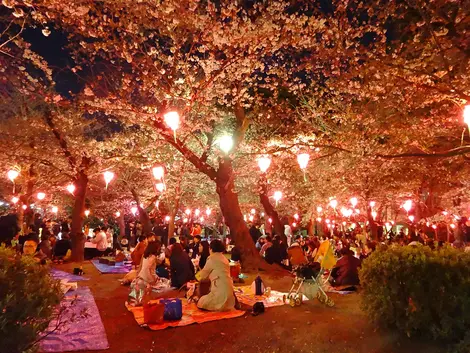 Night Hanami at Tsuruma Park 