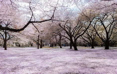 Shinjuku-gyoen Sakura