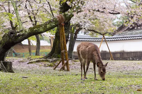 Sakura Nara-koen