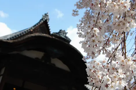 Daigo-ji Sakura