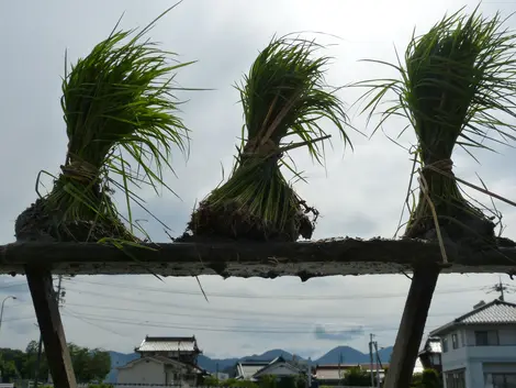 Mibu no Hana Taue