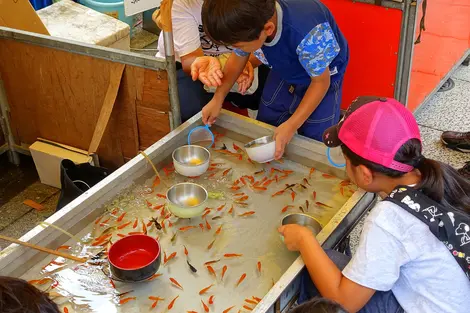 Goldfish at a festival